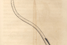 Sims Sigmoid (self-retaining) Catheter
