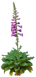 Common Foxglove