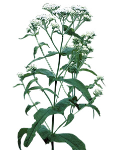 Boneset'