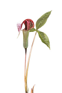 Jack-in-the-pulpit'