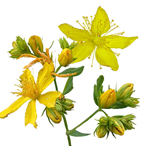 European St. John’s Wort 