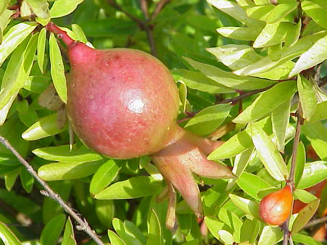 Pomegranate'