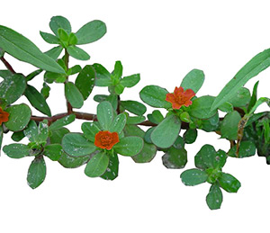 Purslane'