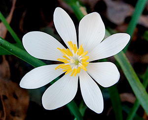 Bloodroot'